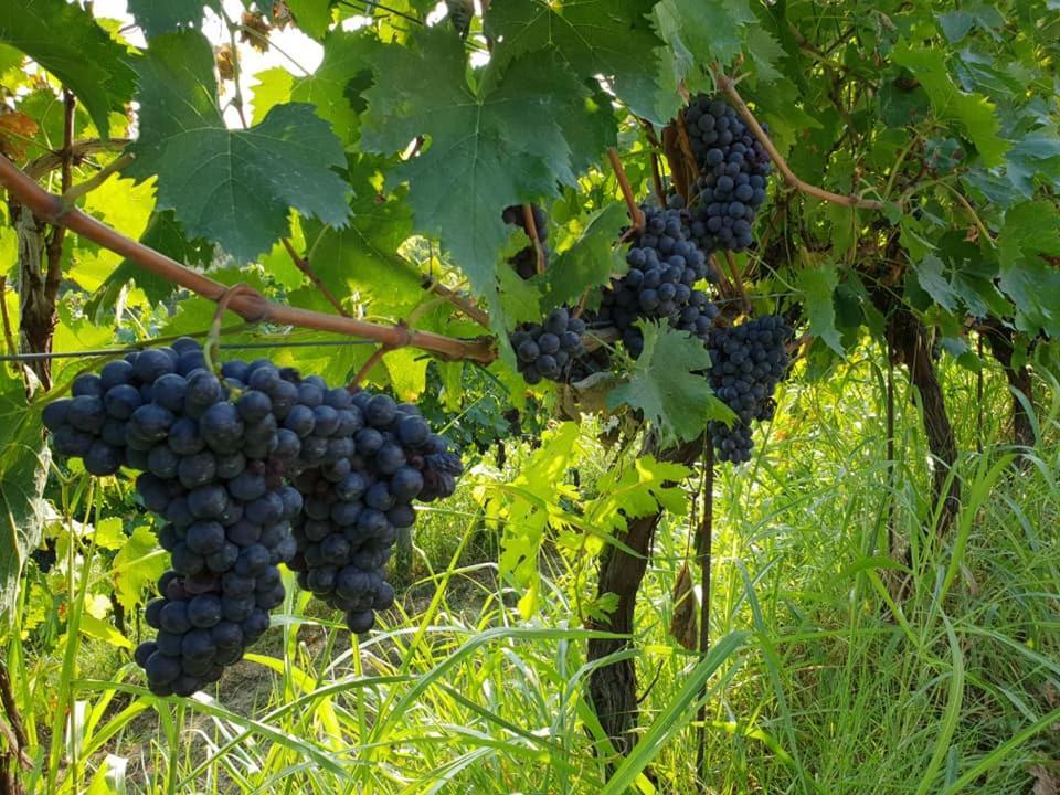 Lari Residence Il Vigneto المظهر الخارجي الصورة